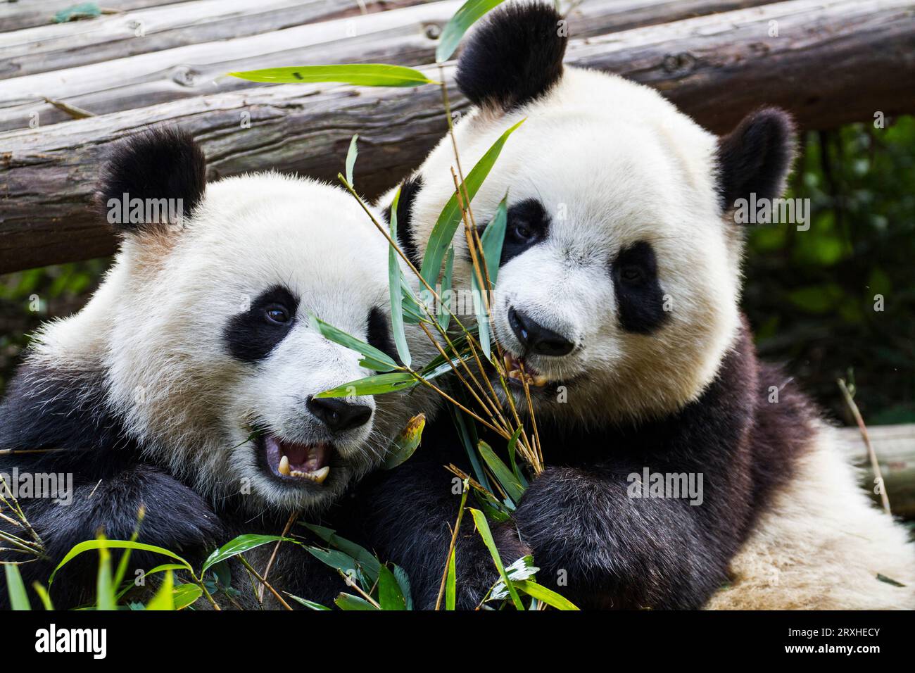Deux pandas géants (Ailuropoda melanoleuca) au Panda Research Center, Chengdu, Chine Banque D'Images