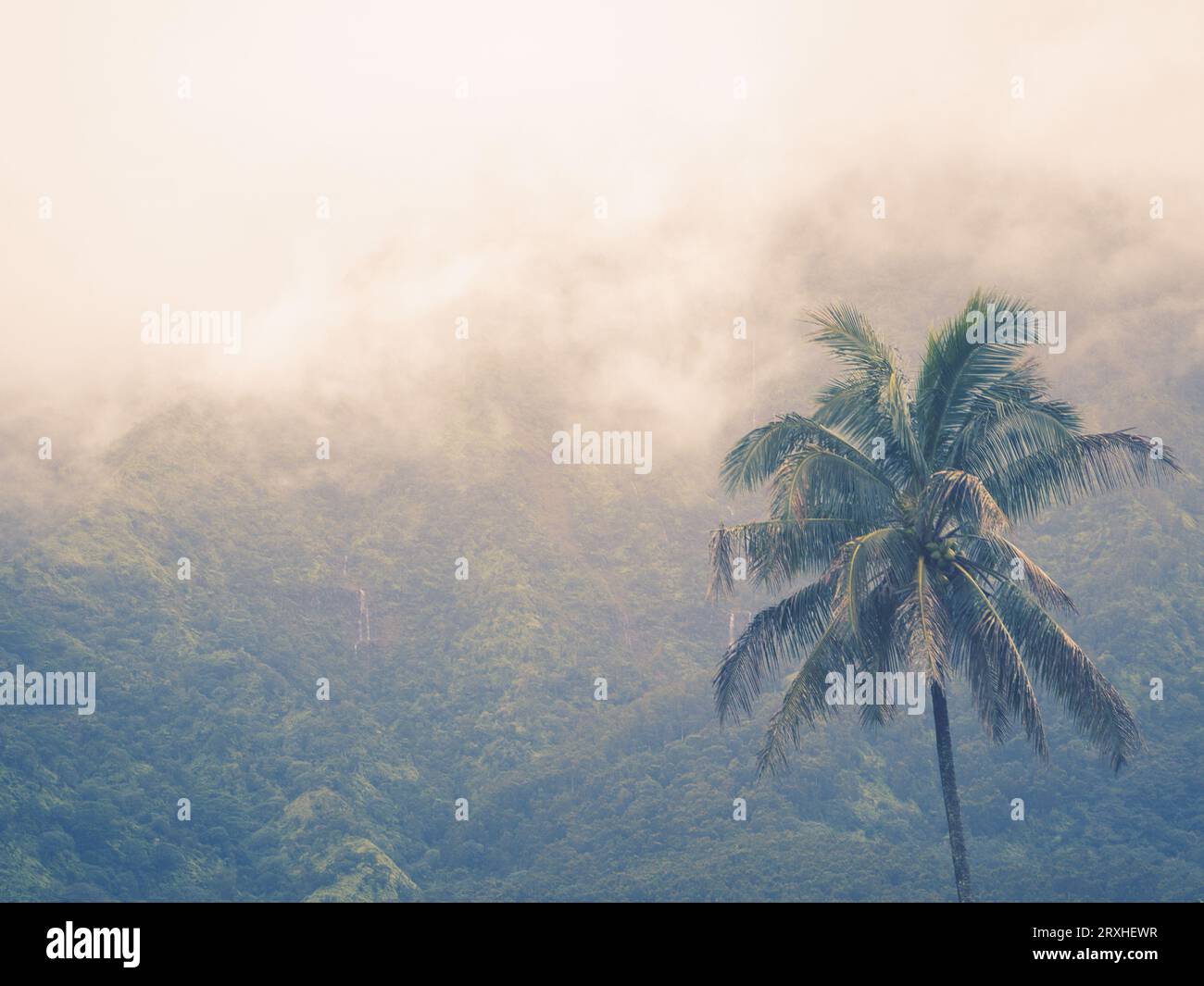 Palmier contre montagne verte avec brume. Banque D'Images