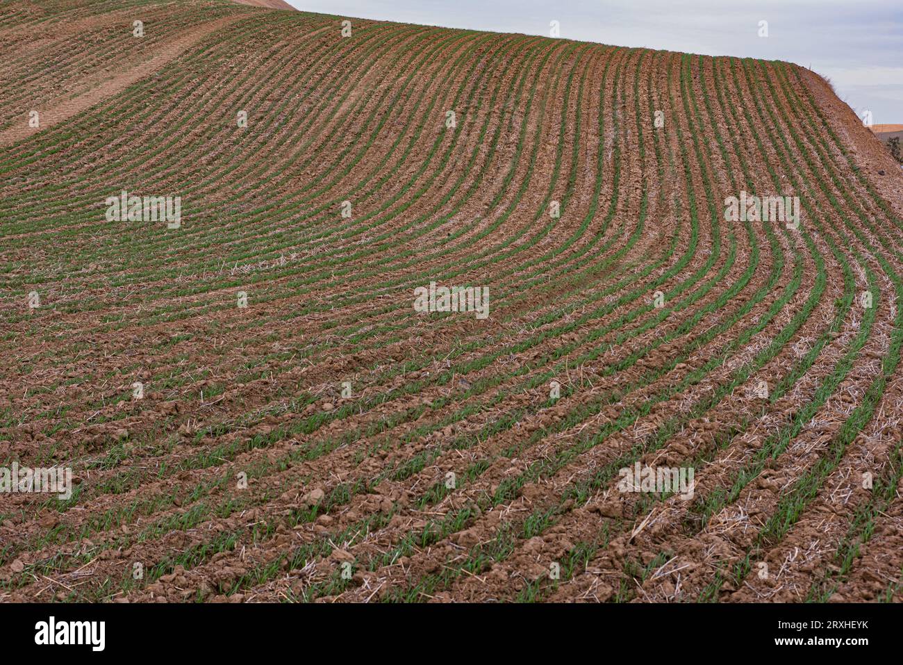 Rangées de nouvelles plantes arrivant dans un champ fraîchement labouré dans l'est de l'État de Washington ; Prescott, Washington, États-Unis d'Amérique Banque D'Images
