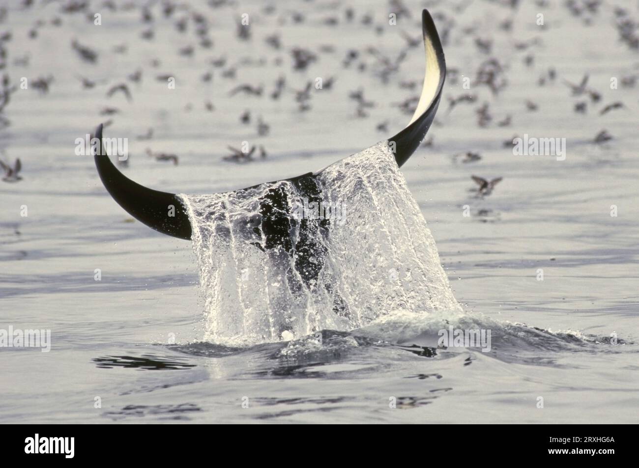 L'eau se déverse sur le Fluke d'Une baleine tueuse de plongée Sud-est Alaska Alexander Archipelago Tongass National Forest Banque D'Images