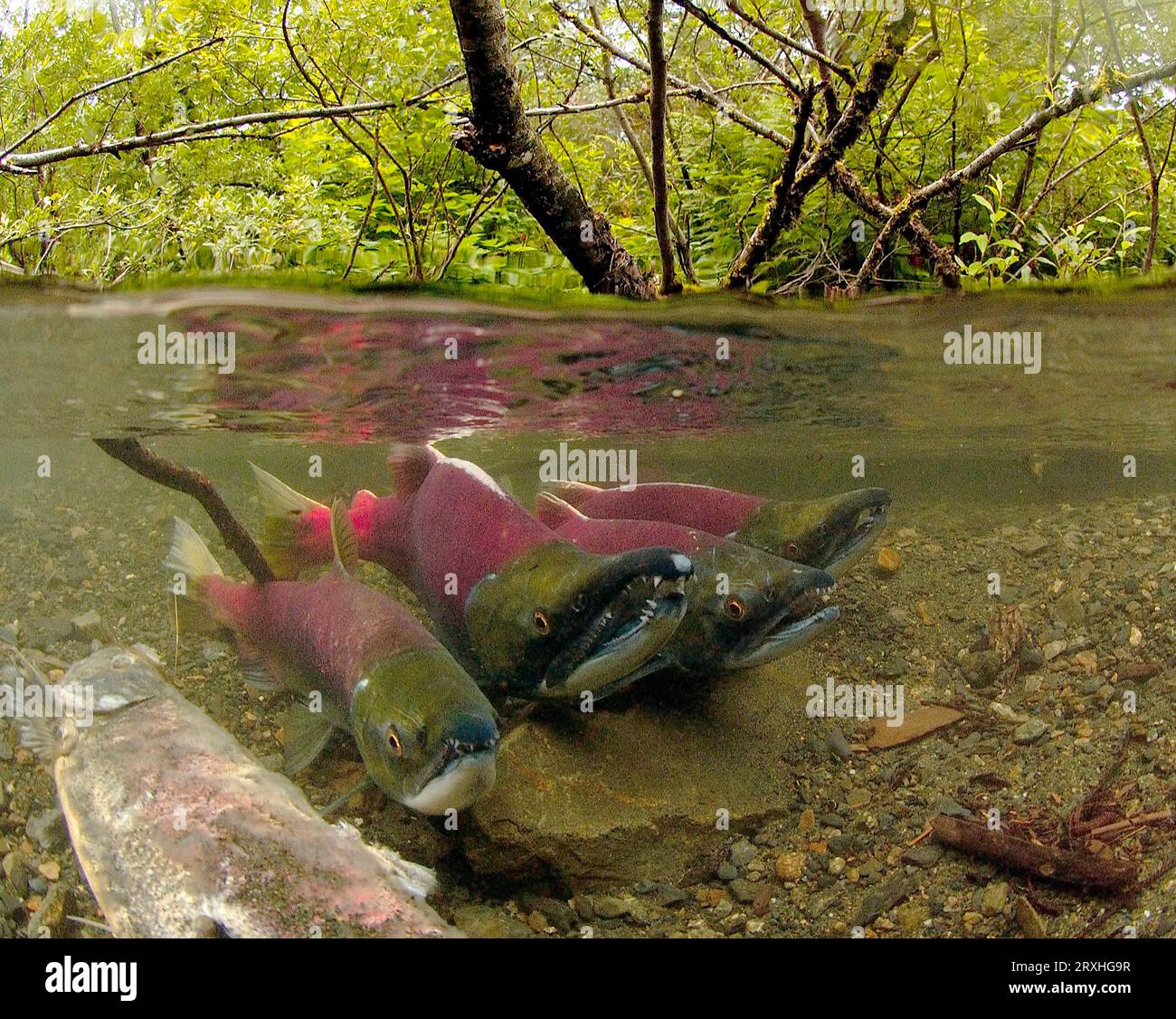 Vue sous-marine du saumon sockeye mature sur les aires de frai, Power Creek, près de Cordova, sud-central Alaska Banque D'Images