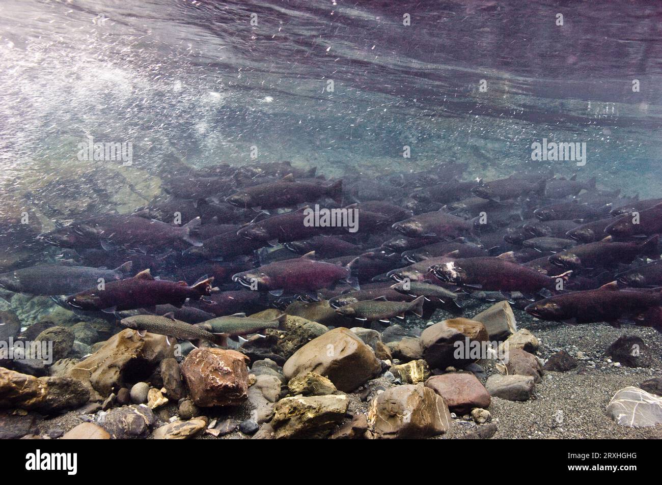 Sous-Vue de la migration du saumon coho de frayères en eau douce, la puissance Creek, près de Cordova, Southcentral Alaska Banque D'Images