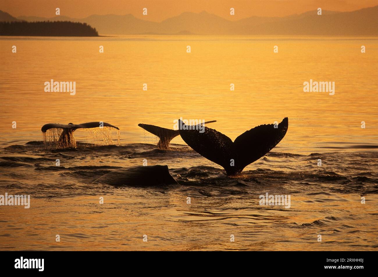 Le soleil couchant en composite illumine Frederick Sound et les Flukes des baleines à bosse Alexander Archipelago Southeast Alaska composite Banque D'Images