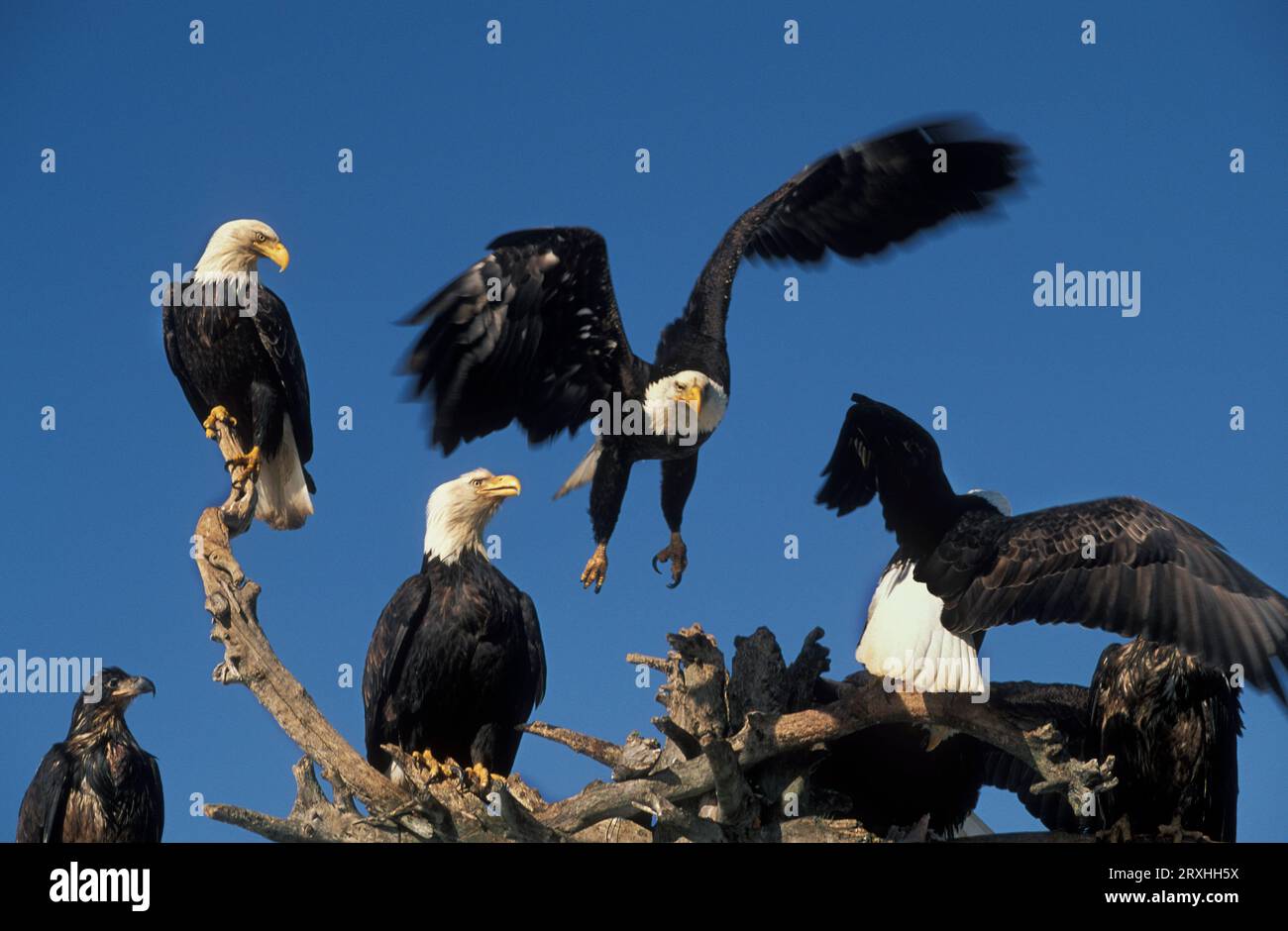 Les aigles à tête blanche se rassemblent sur le Homer Spit, Alaska, Winter, Kenai Peninsula, South Central Alaska Banque D'Images