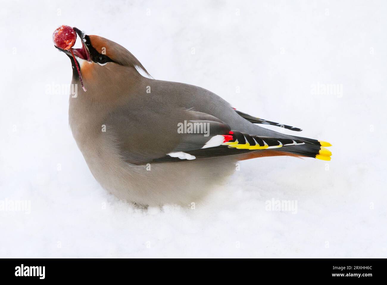 Nourrir les oiseaux l'Épilation bohème rouge sur les baies de sorbier, Anchorage, Southcentral Alaska, Winter Banque D'Images