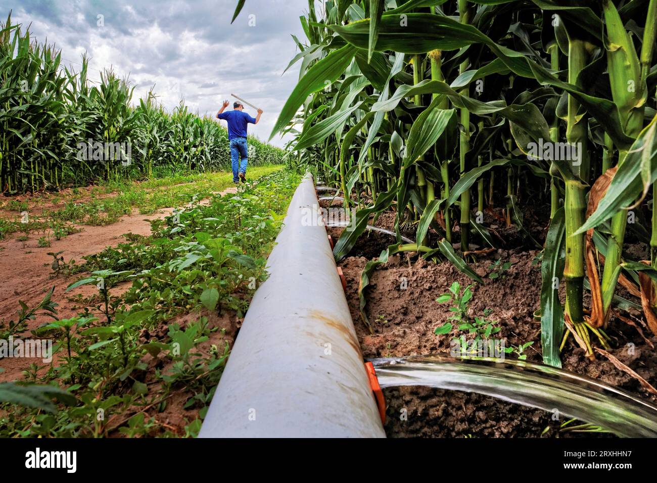 Un homme marche à travers un champ de maïs pour ouvrir les portes d'un système d'irrigation qui utilise l'eau tirée de la rivière North Loup. ; Taylor, Nebraska. Banque D'Images