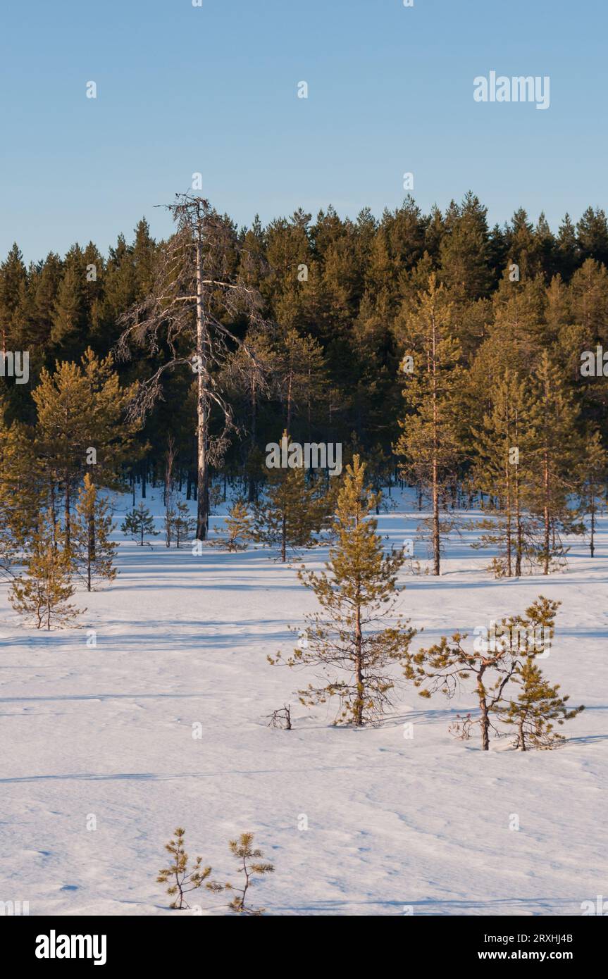 Forêt de pins et tourbière enneigée en hiver en Finlande Banque D'Images