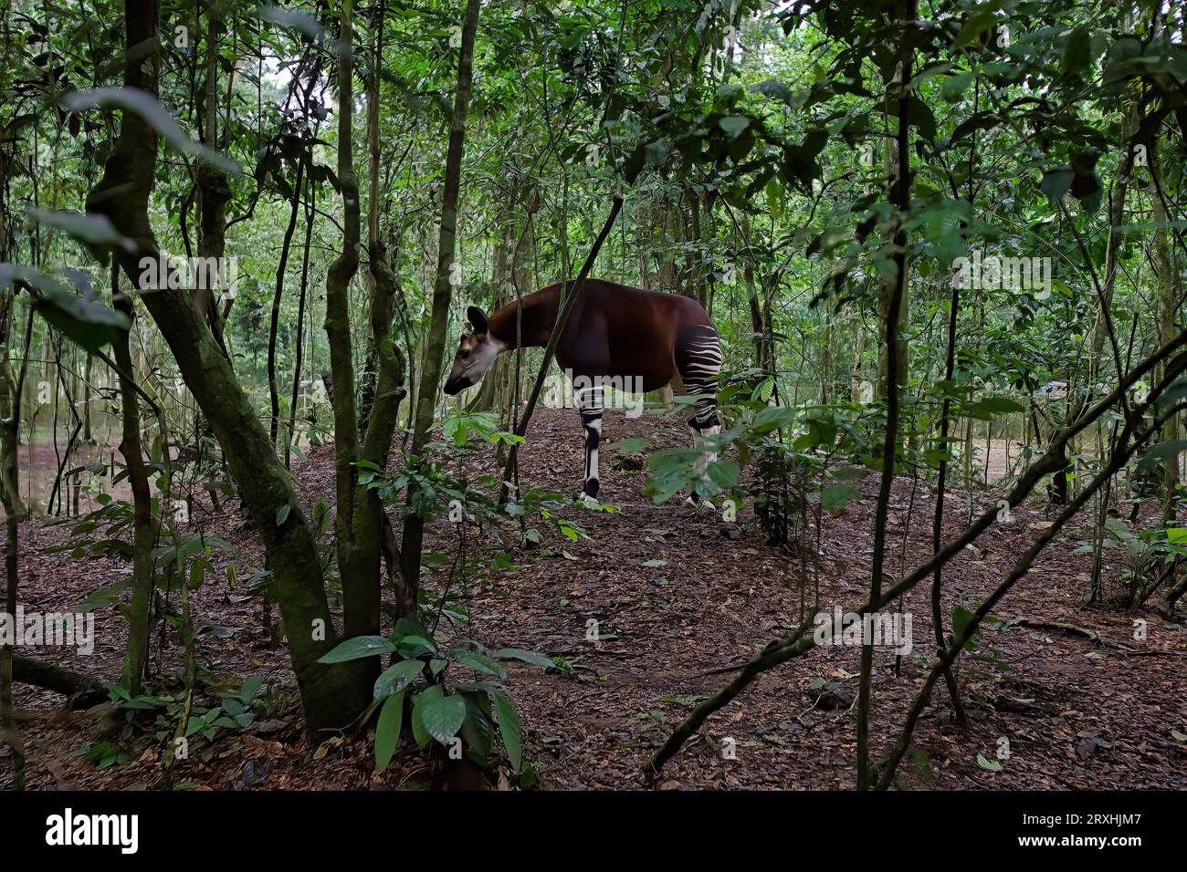 Un okapi se nourrit dans une réserve faunique. L'okapi est un mammifère avec des marques rayées distinctes qui mesure moins de cinq pieds de haut. L'herbivore se nourrit Banque D'Images