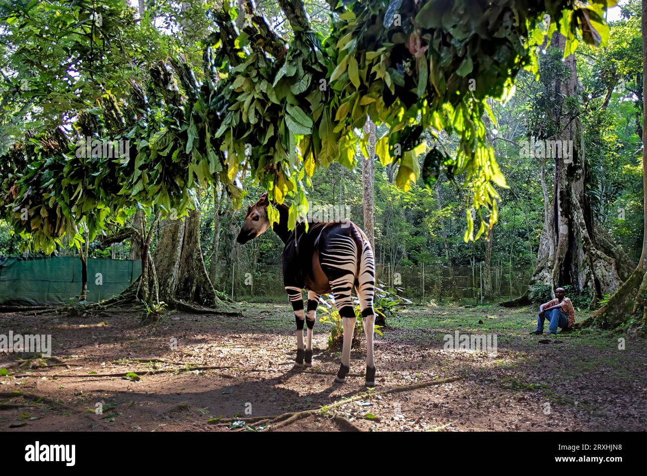 Un okapi se nourrit dans une réserve faunique. ; République démocratique du Congo, Afrique. Banque D'Images