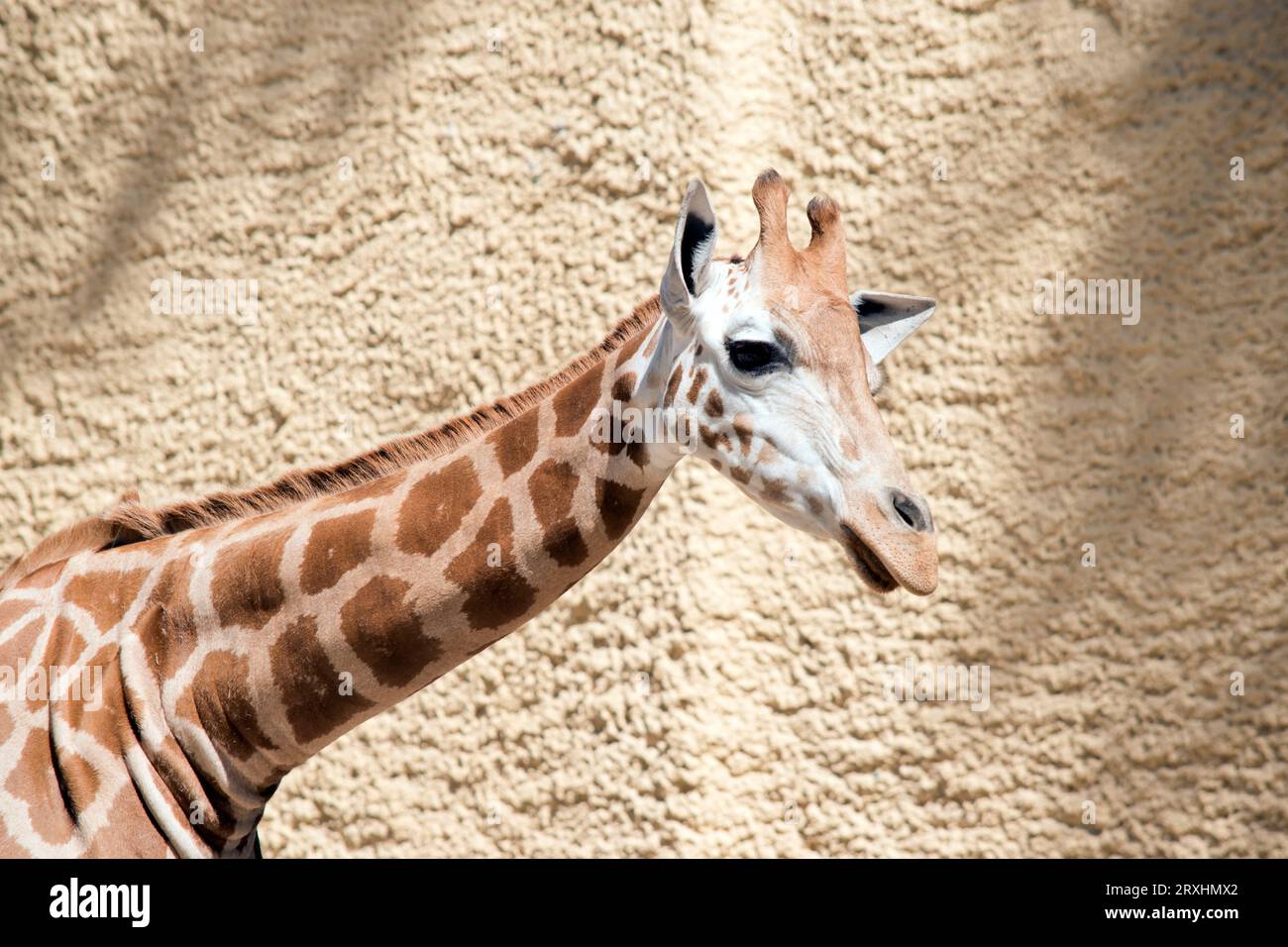 la jeune girafe a des taches brunes sur fond de créan. il a de petites cornes. Banque D'Images