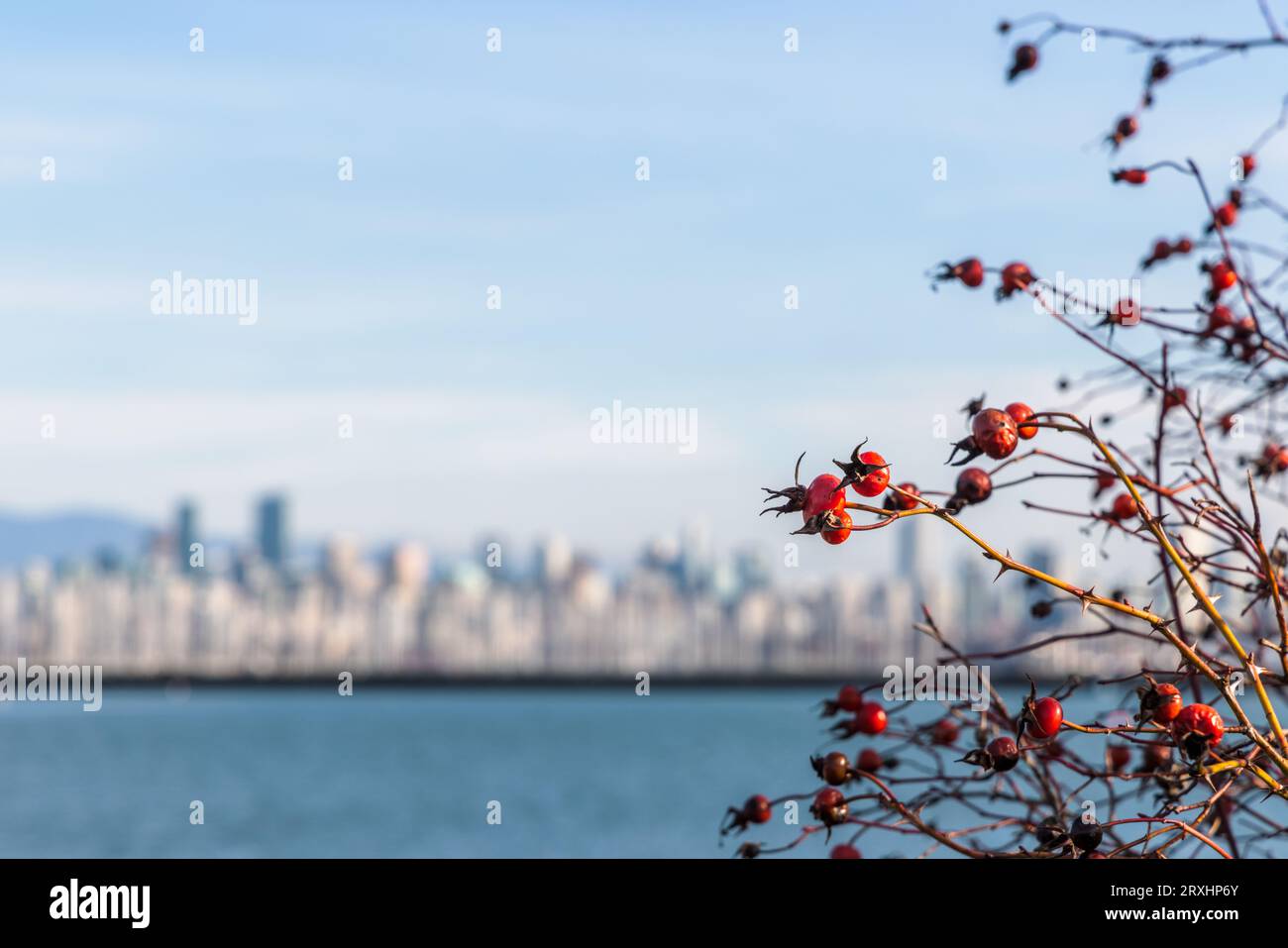 Paysage urbain hivernal avec des baies rouges sur un buisson au premier plan, des gratte-ciel en arrière-plan ; nature dans la ville ; horizon de Vancouver. Banque D'Images