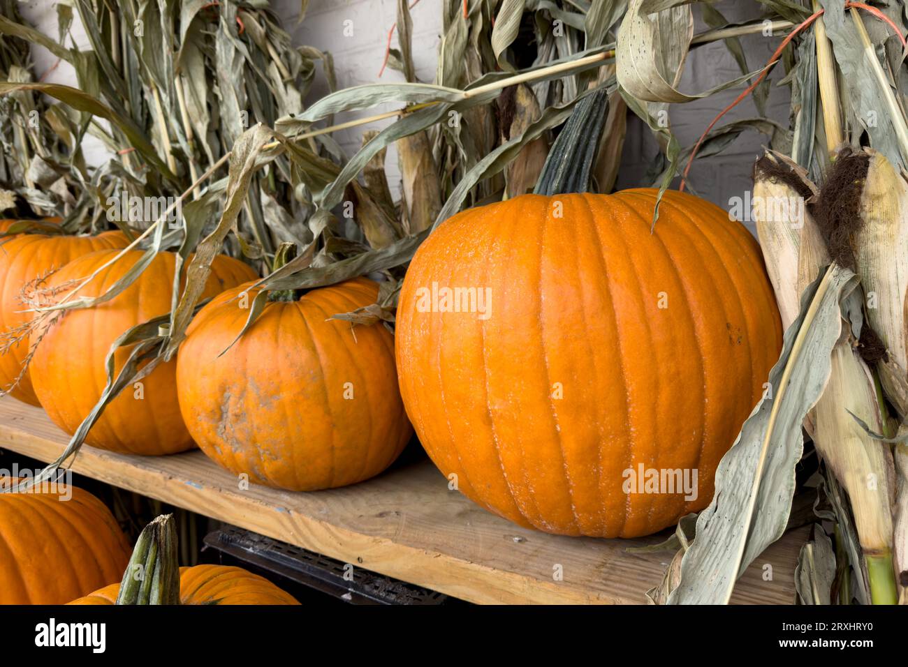 Citrouilles dans une rangée sur l'étagère en bois, affichage d'automne Banque D'Images