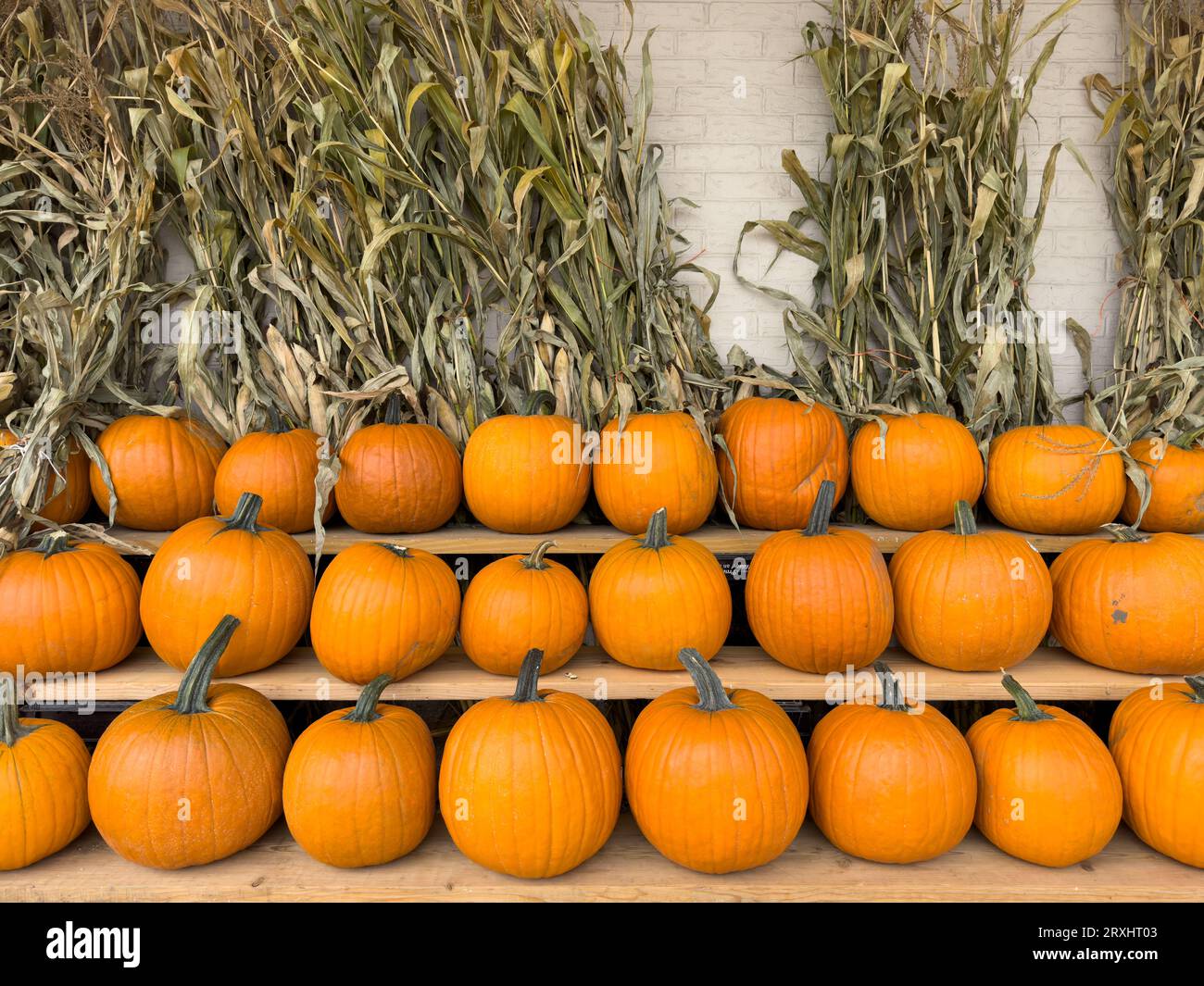 Citrouilles dans une rangée sur l'étagère en bois, affichage d'automne Banque D'Images