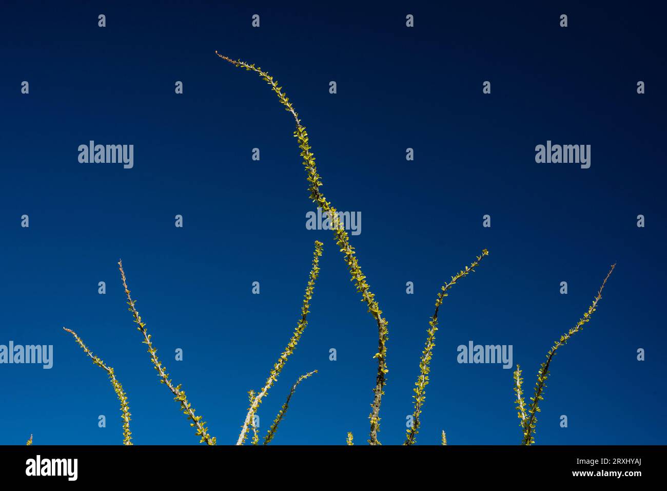 Ocotillo branches Snake à travers Deep Blue Sky à Saguaro Banque D'Images