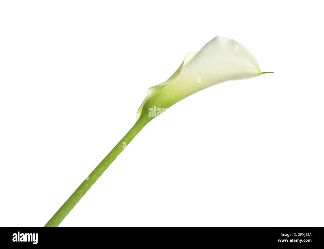 Belle fleur de nénuphars sur fond blanc Banque D'Images