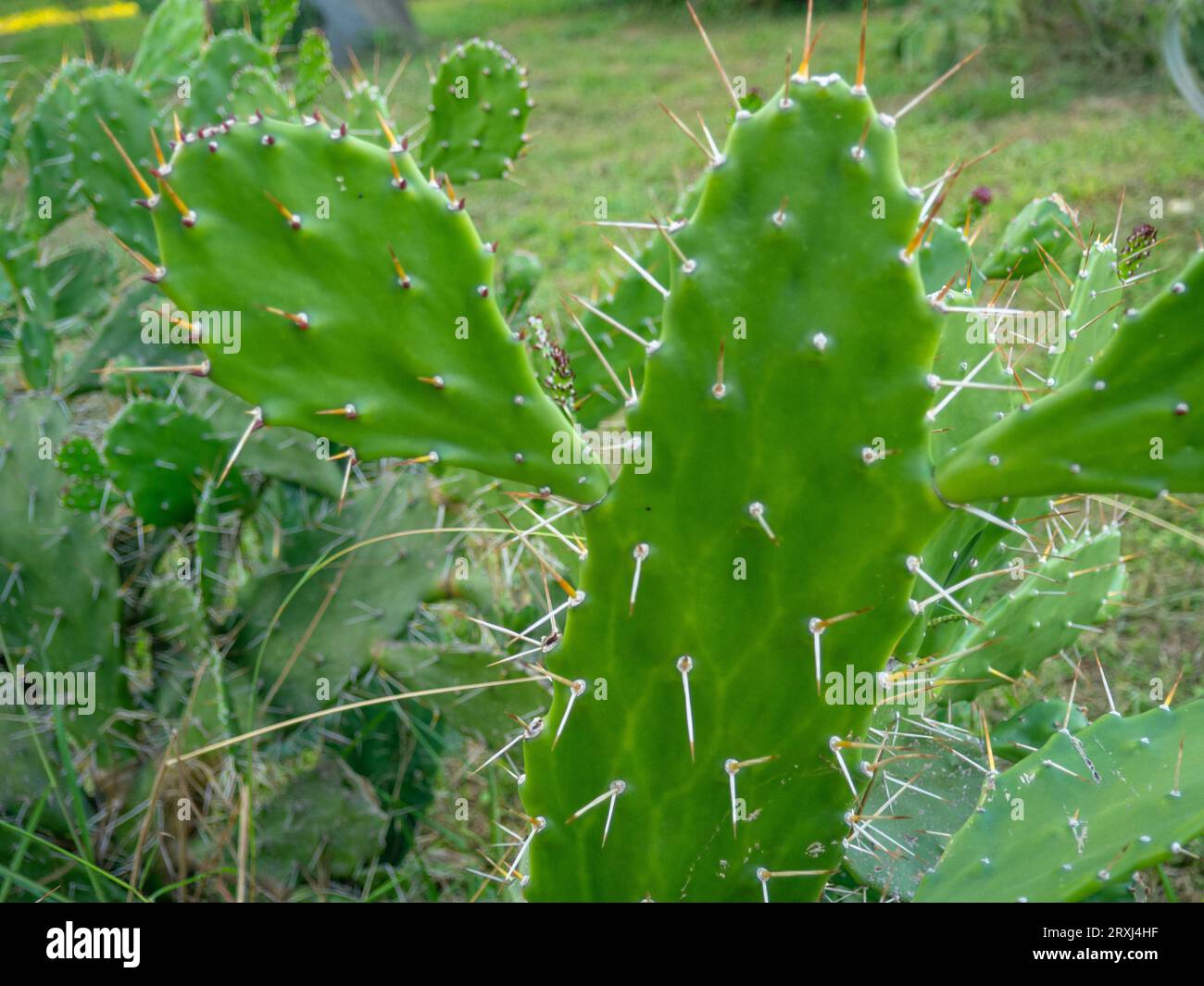 Cactus à poire de Barbarie. Fond de feuilles et d'épines. Pièces de cactus. Plante verte printanière. Danger. Concept Cactus Banque D'Images