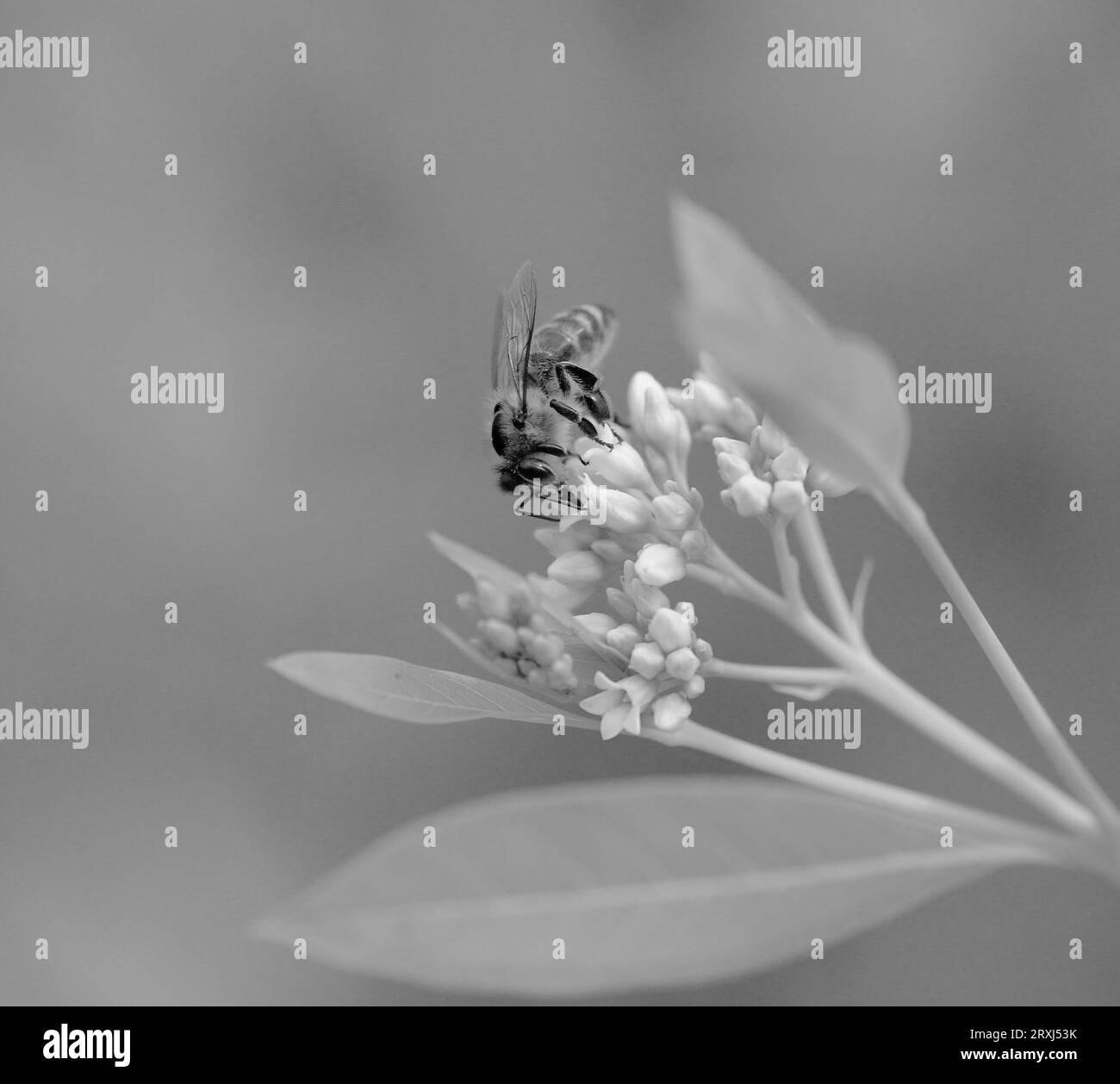 Photo en noir et blanc d'une abeille buvant d'une fleur blanche. Banque D'Images