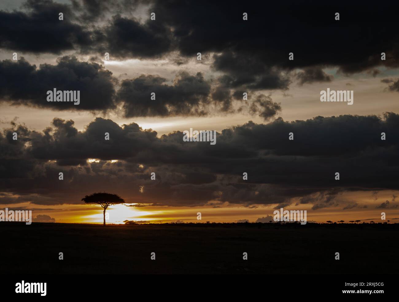 Vues spectaculaires sur le coucher du soleil d'une tempête qui roule sur la réserve nationale Maasai Mara avec un seul arbre à gauche Banque D'Images