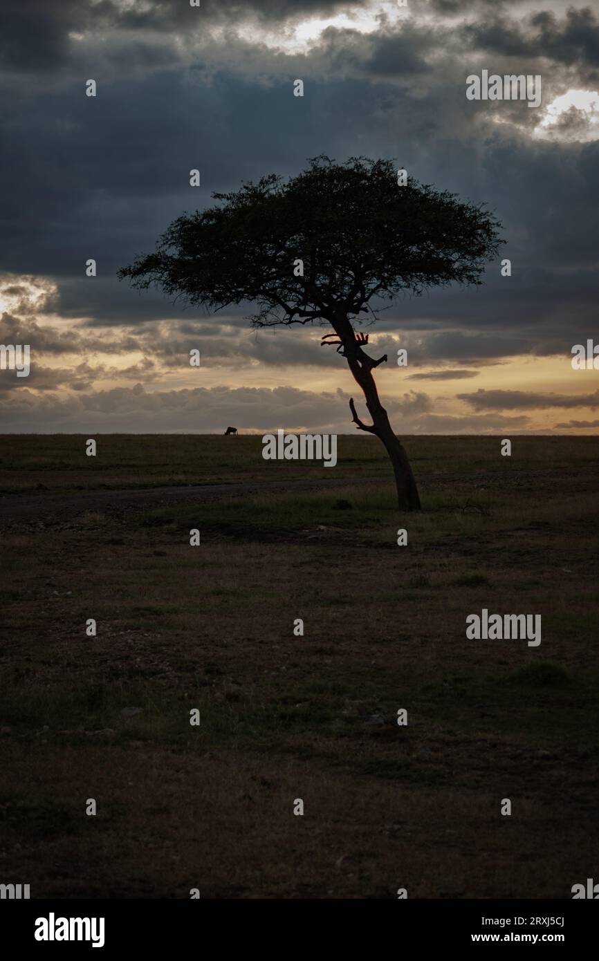 Un seul gros plan d'un arbre pendant une tempête qui roule sur la réserve nationale Maasai Mara avec un seul arbre à côté d'un Wilderbeast Banque D'Images