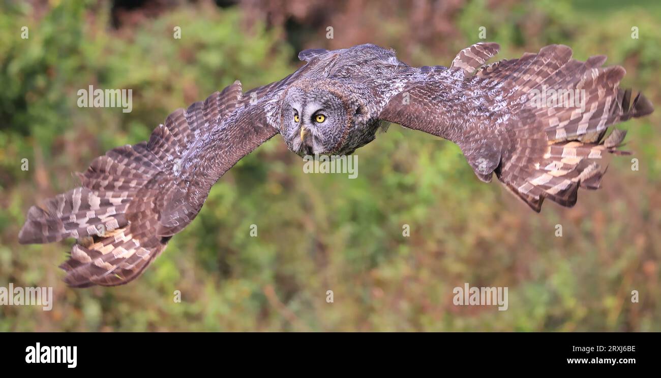 Great Grey Owl volant dans la forêt, Québec, Canada Banque D'Images