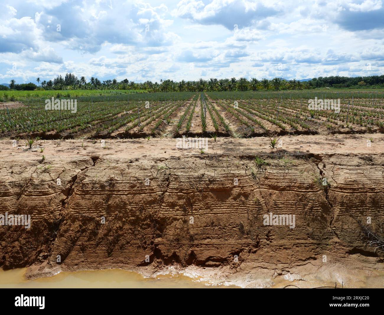 Plantation de plante d'ananas avec arroseur rotatif pour pulvériser l'eau dans la ferme sur la terre de terre, ruisseau et l'agriculture dans les tropiques avec des palmiers Banque D'Images