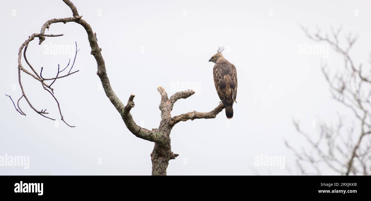 Majestueux perchoir-aigle à crête sur une branche d'arbre morte et attentif aux environs, ciel sombre sombre sombre en arrière-plan. Aigle repéré dans le Yala Banque D'Images