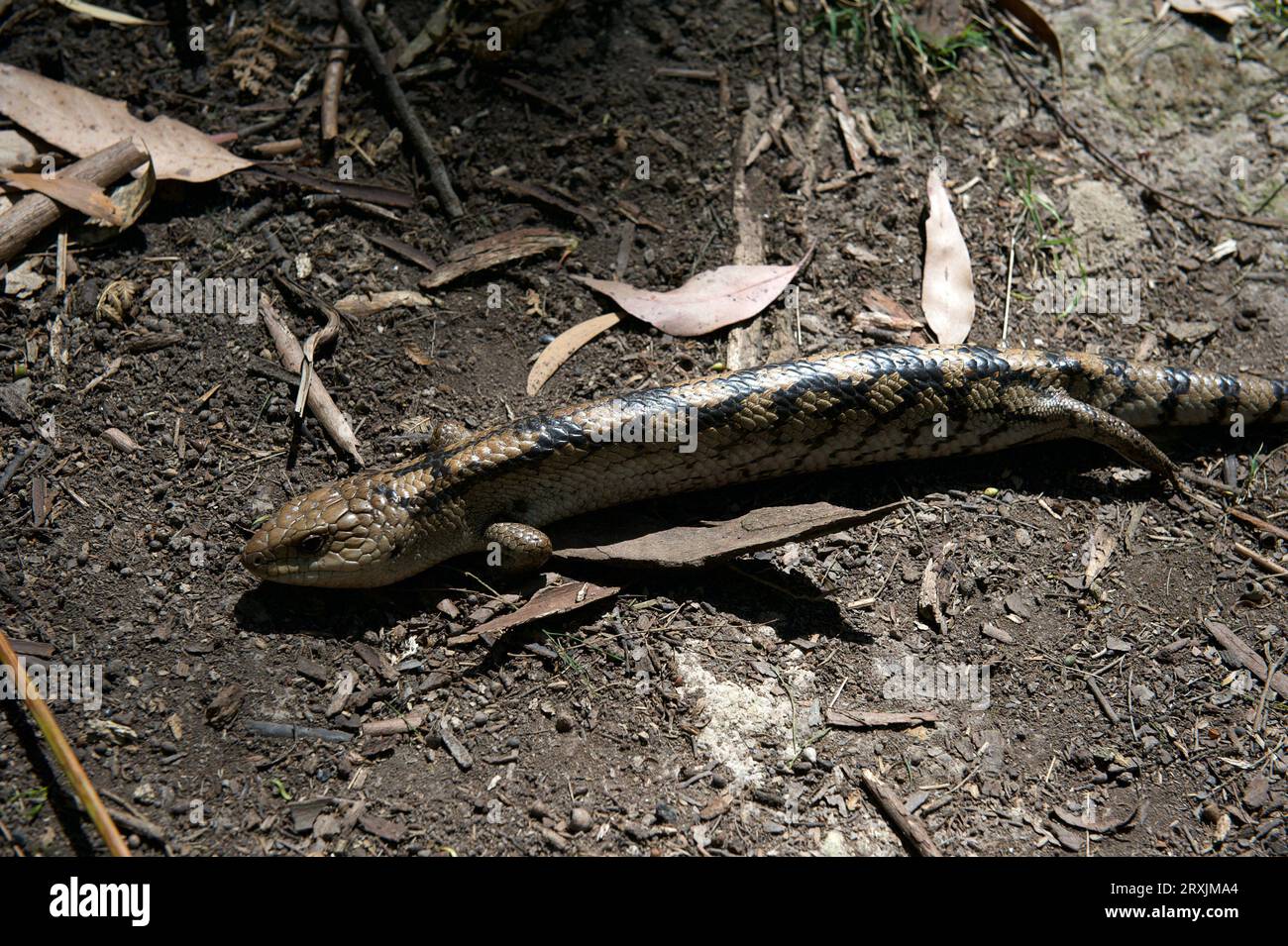 J'ai failli marcher sur ce lézard de langue bleue blotché (Tiliqua Nigrolutea) - également connu sous le nom de langue bleue du Sud - à la réserve de Hochkins Ridge. Banque D'Images