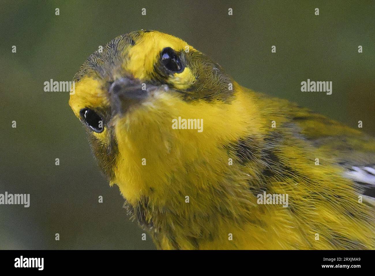 Pacific Grove, Californie, États-Unis. 25 septembre 2023. La Paruline de Townsend (Setophaga townsendi) recherche des insectes et des larves dans un chêne à Pacific Grove, en Californie. (Image de crédit : © Rory Merry/ZUMA Press Wire) USAGE ÉDITORIAL SEULEMENT! Non destiné à UN USAGE commercial ! Banque D'Images