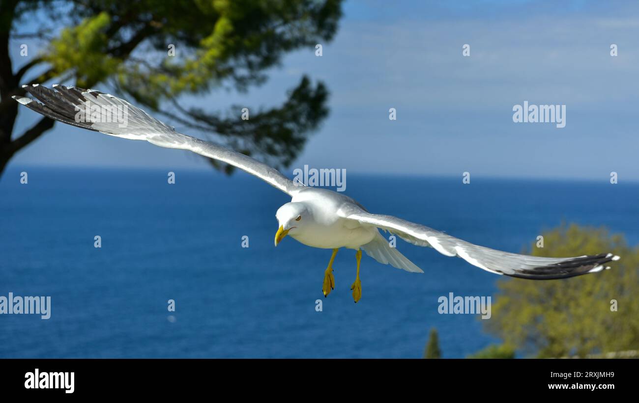 Mouette glissante sur le point d'atterrir juste en face de moi, place derrière l'église de Sainte Euphémie, Rovinj, Istrie, Croatie Banque D'Images