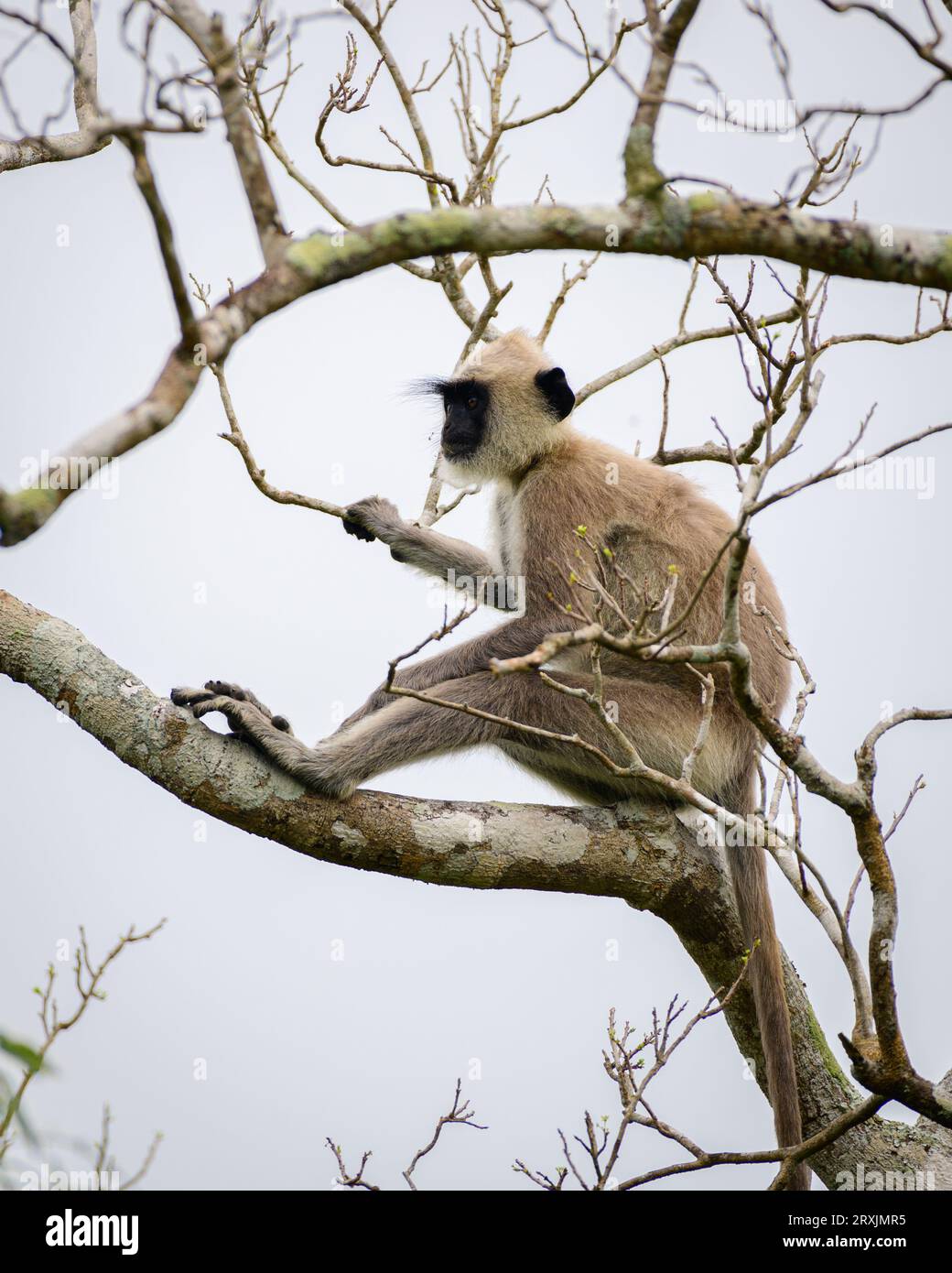 Langur gris touffeté assis sur un arbre détendu, nuages sombres en arrière-plan, singe isolé dans le parc national de Yala. Banque D'Images