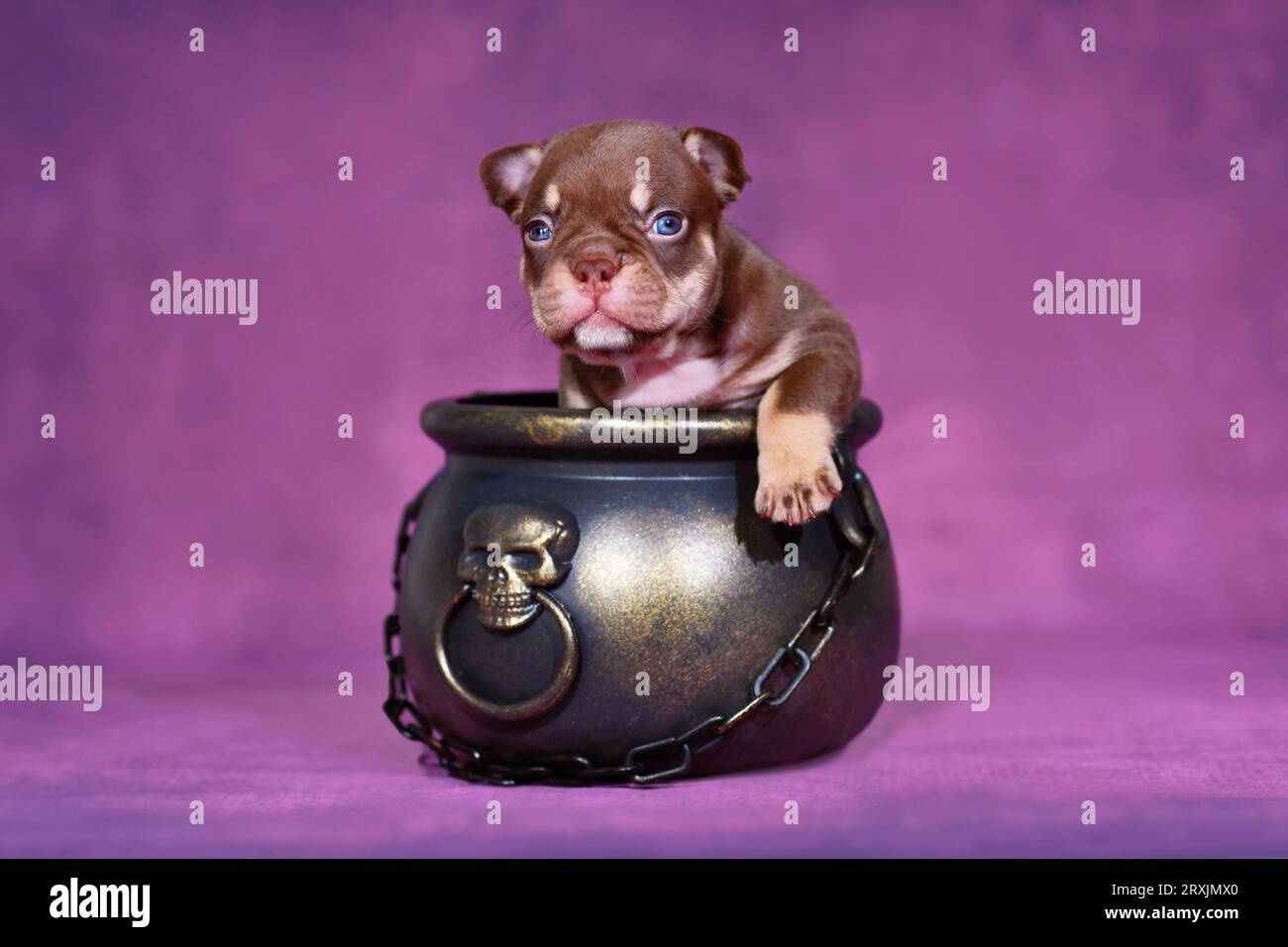 Mocca Orange Tan Français Bulldog chien chiot dans le chaudron de sorcière Halloween sur fond violet Banque D'Images