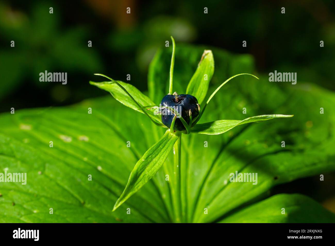Paris quadrifolia, Herb Paris. Plante sauvage en été. Banque D'Images