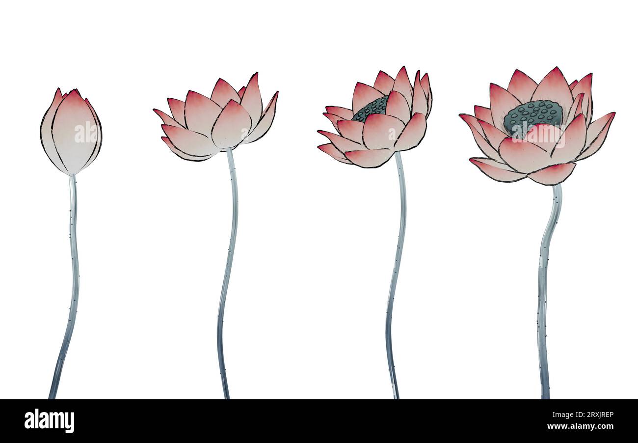 Illustration lotus de style peinture rétro chinoise. Dessin numérique. Banque D'Images