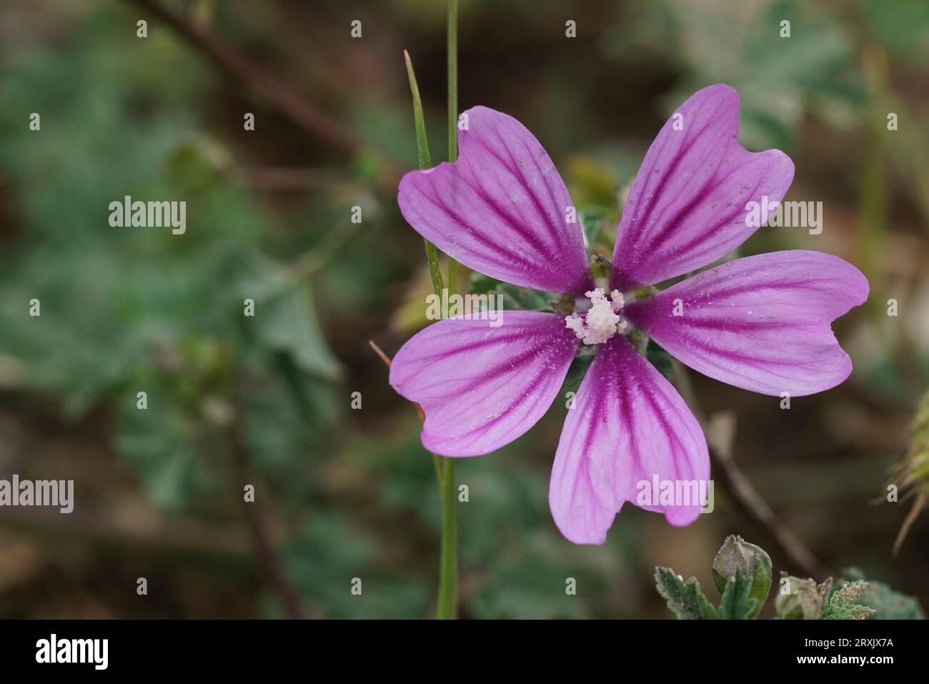 Gros plan naturel sur la fleur violet clair de la mauve commune, Banque D'Images