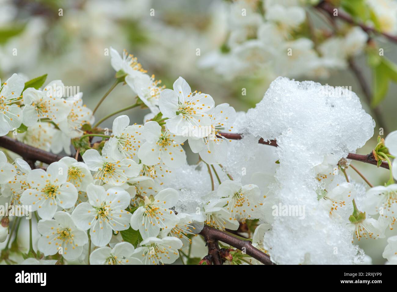 Neige au printemps, floraison de branches d'arbres fruitiers dans le verger couvert de neige, mise au point sélective Banque D'Images