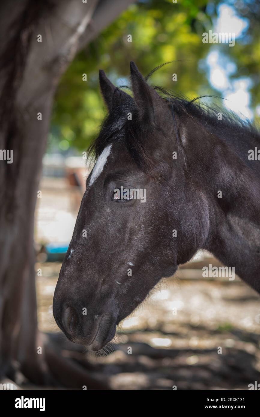 Dans une image rapprochée, la tête d'un cheval de sauvetage de couleur baie révèle sa nature puissante mais douce, avec des yeux émouvants et une crinière courte Banque D'Images