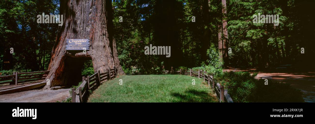 Chandelier Tree dans Drive-Thru Tree Park, Leggett, Californie, États-Unis Banque D'Images