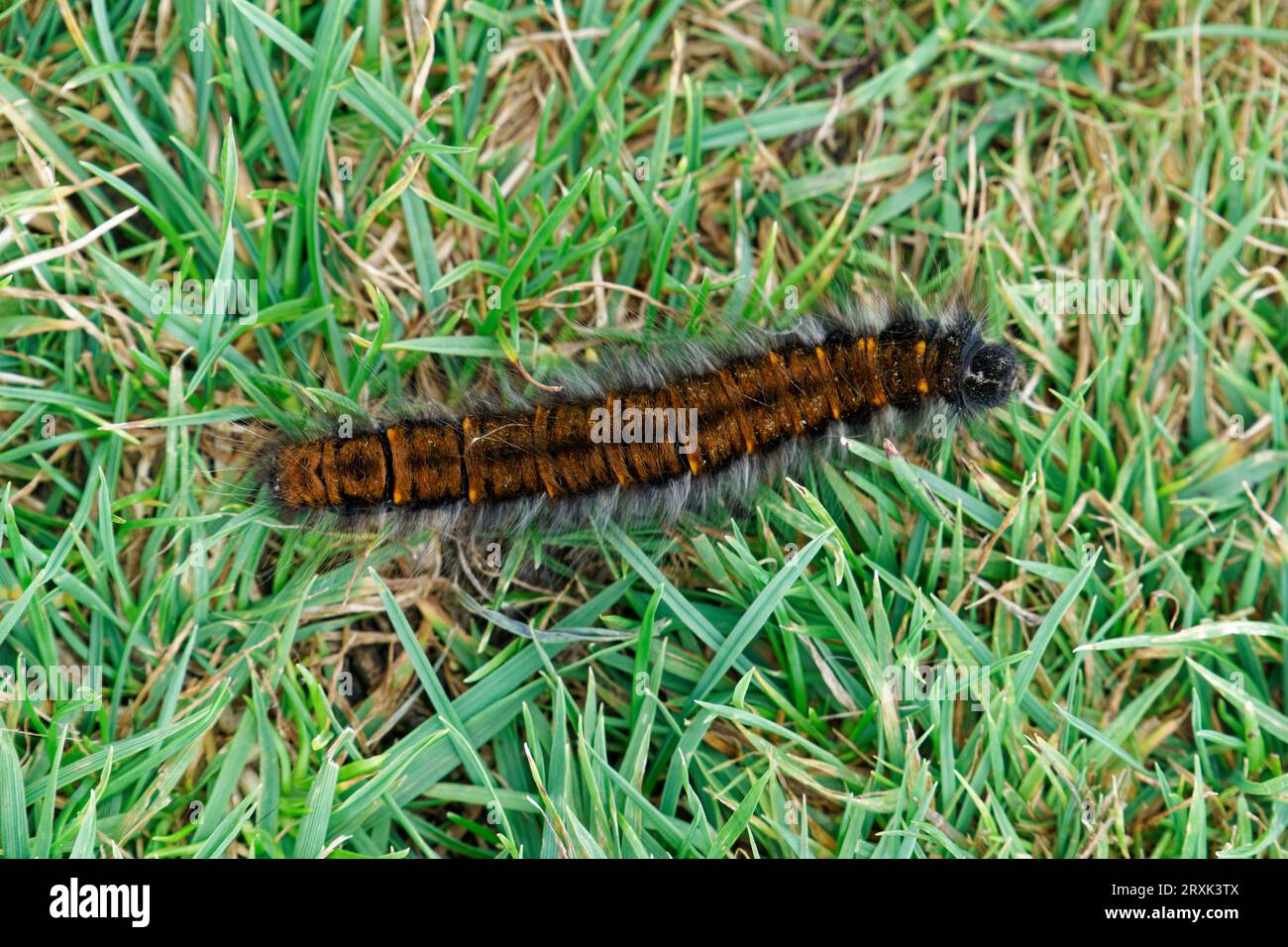 Fox Moth Caterpillar sur herbe Banque D'Images
