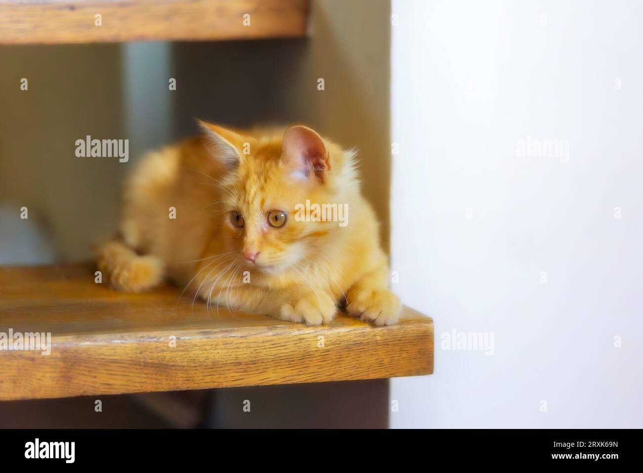 Portrait de chaton gingembre ludique couché sur l'escalier, à l'intérieur Banque D'Images