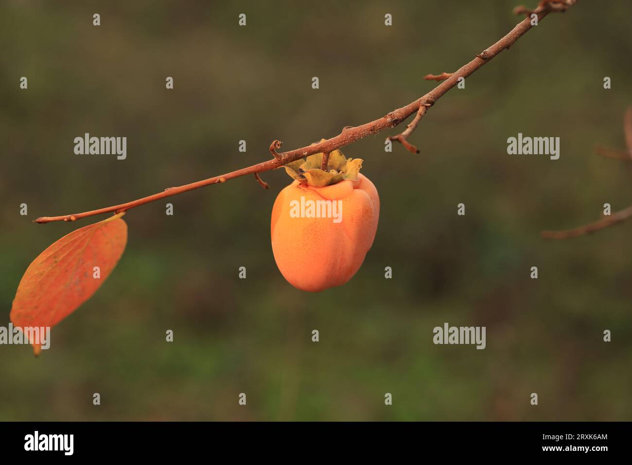 Les arbres fruitiers kaki en automne Banque D'Images