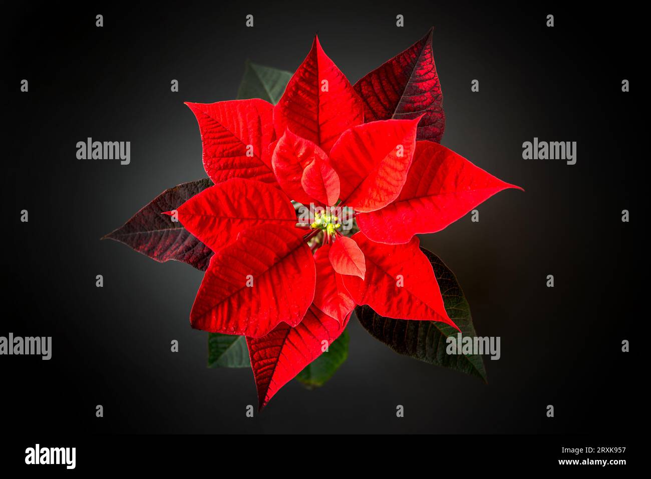 Vue de dessus d'une plante de fleur de poinsettia rouge de Noël sur fond noir Banque D'Images