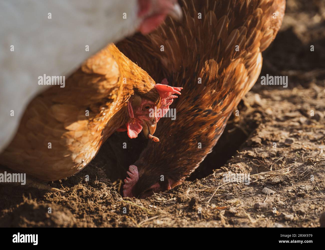 Les poulets de la ferme piquent au sol. Un des poulets tient un ver dans son bec. Ferme biologique. Poules. Banque D'Images