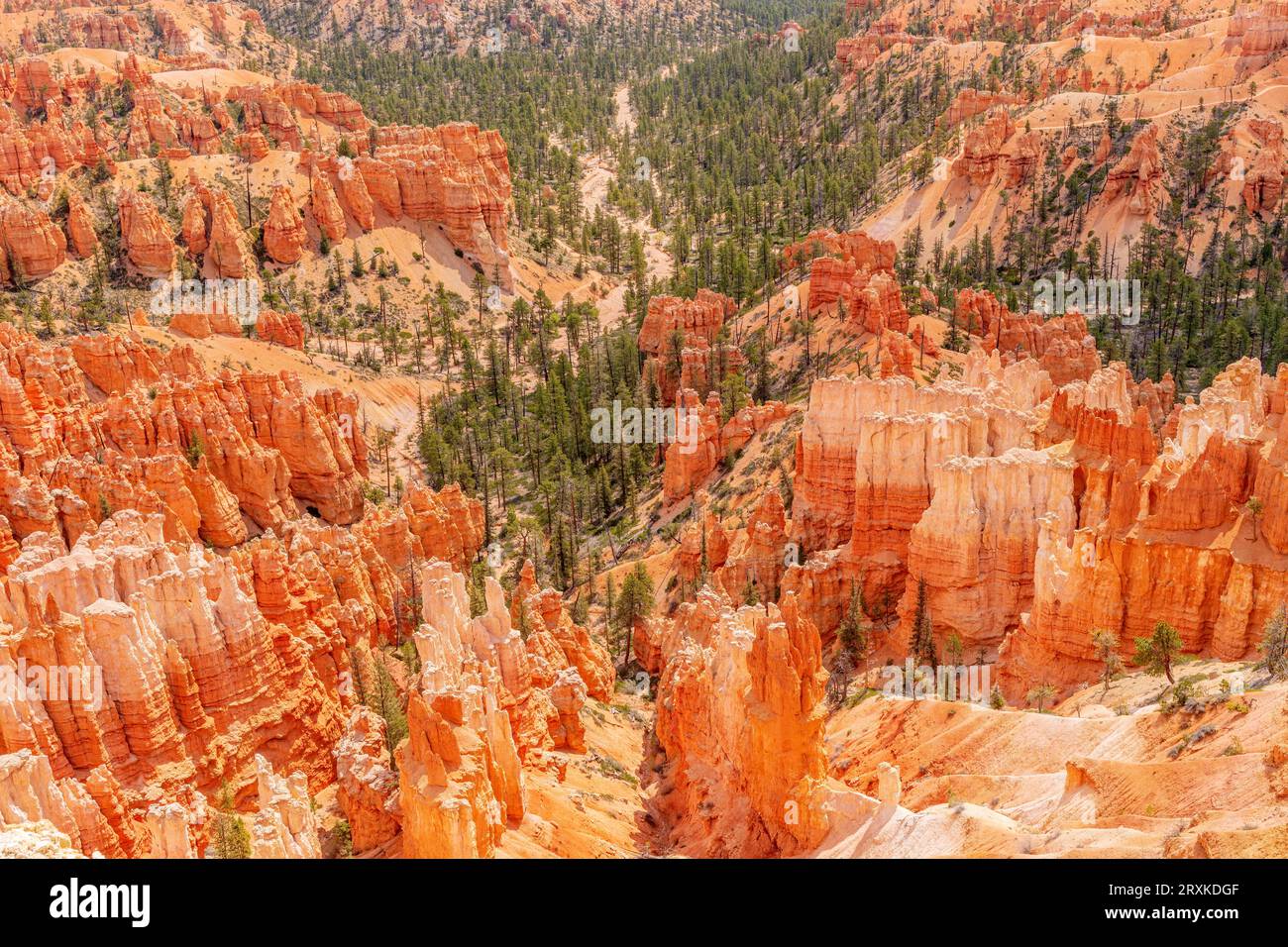 Rock hoodoos dans le parc national de Brice Canyon, Utah, États-Unis Banque D'Images