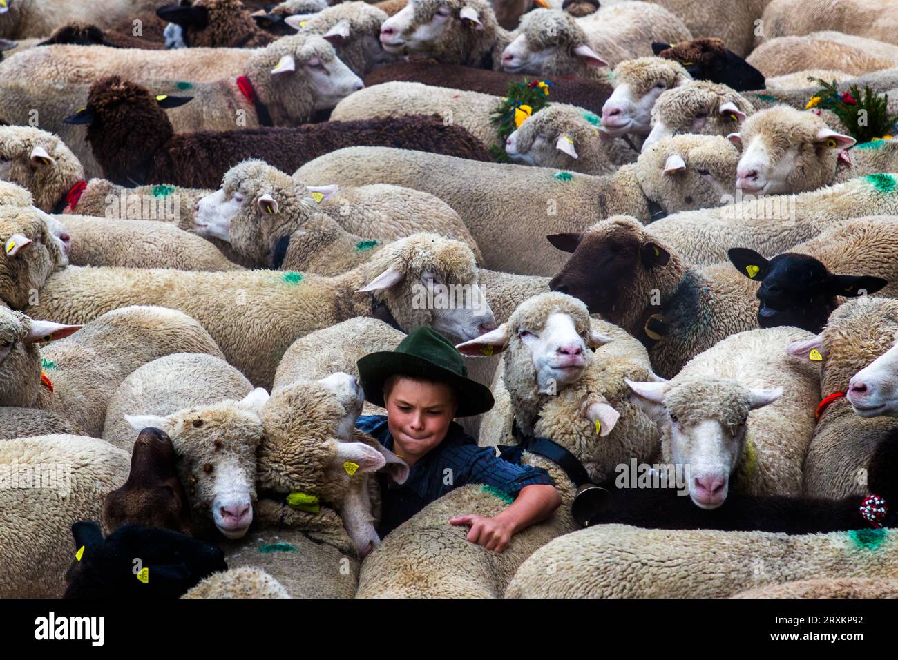 Schafscheid est la célébration après le départ des moutons du séjour d'été sur les pâturages de montagne. Elle est célébrée chaque année un lundi de septembre à Jaun, en Suisse Banque D'Images