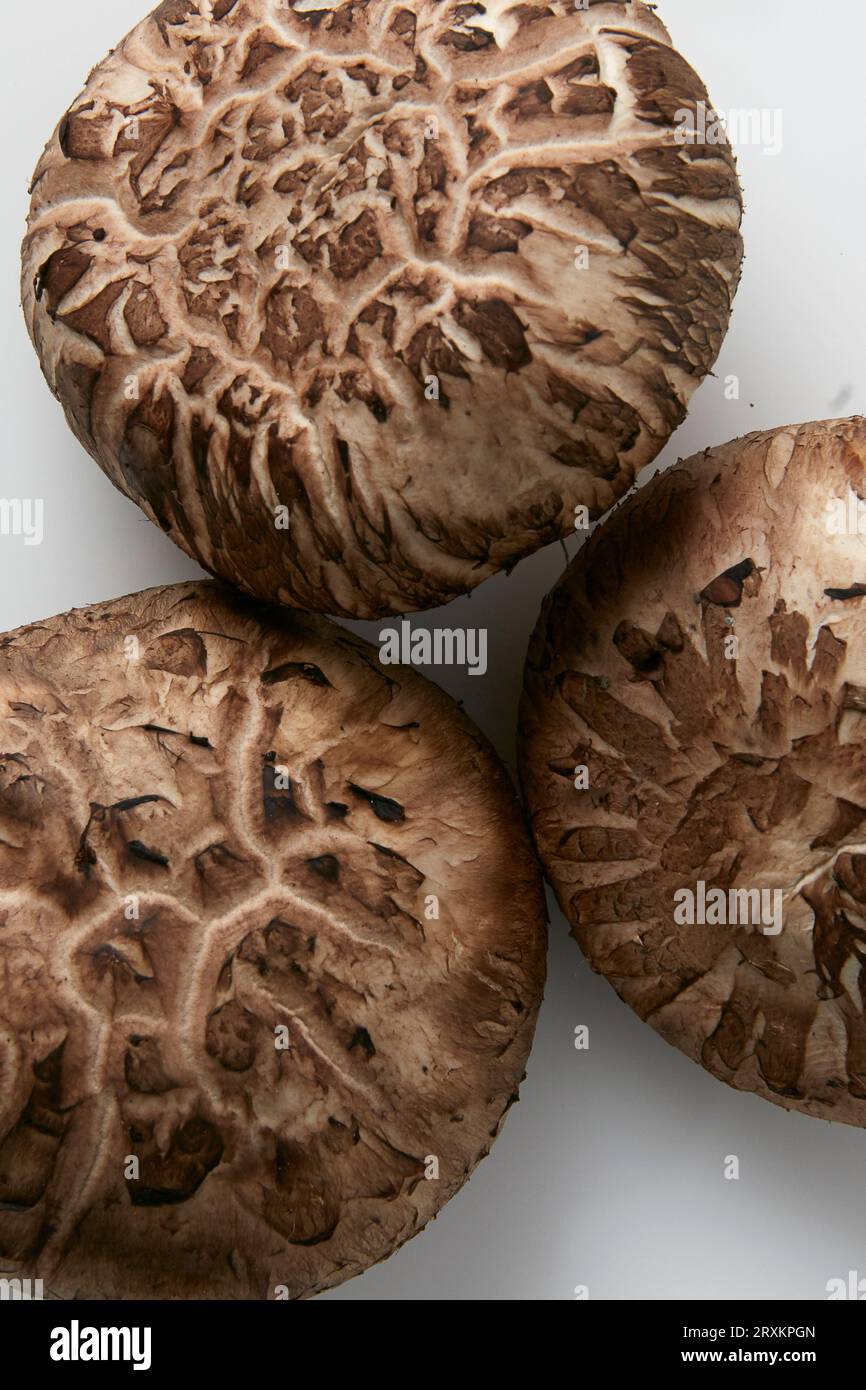Close up de trois champignons Banque D'Images