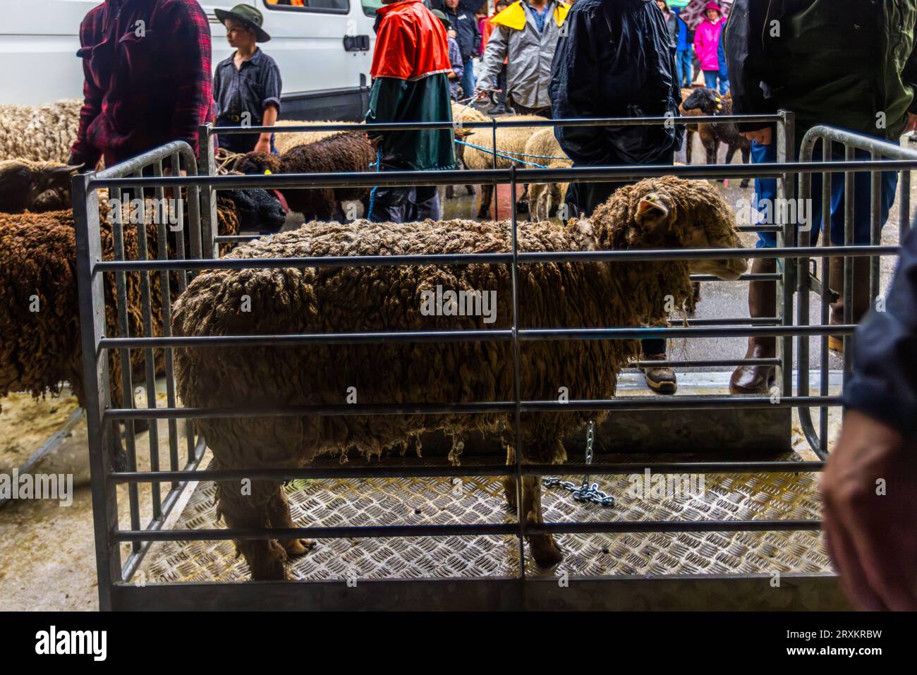 Schafscheid est la célébration après le départ des moutons du séjour d'été sur les pâturages de montagne. Elle est célébrée chaque année un lundi de septembre à Jaun, en Suisse Banque D'Images