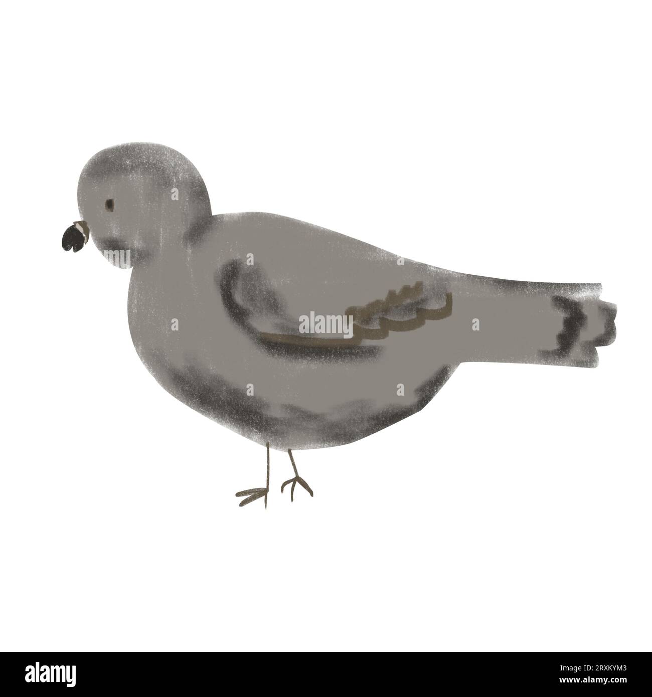Illustration isolée dessinée à la main d'une colombe sur un fond blanc. Dessin d'un oiseau, pigeon gris pour cartes, emballage, impression, élément pour pa Banque D'Images