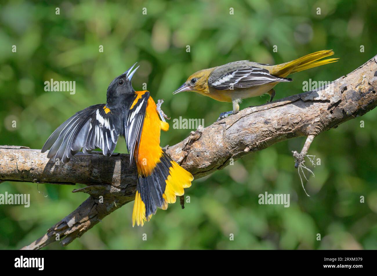 Baltimore oriole (Icterus galbula) femelle combattant mâle, Galveston, Texas, USA. Banque D'Images