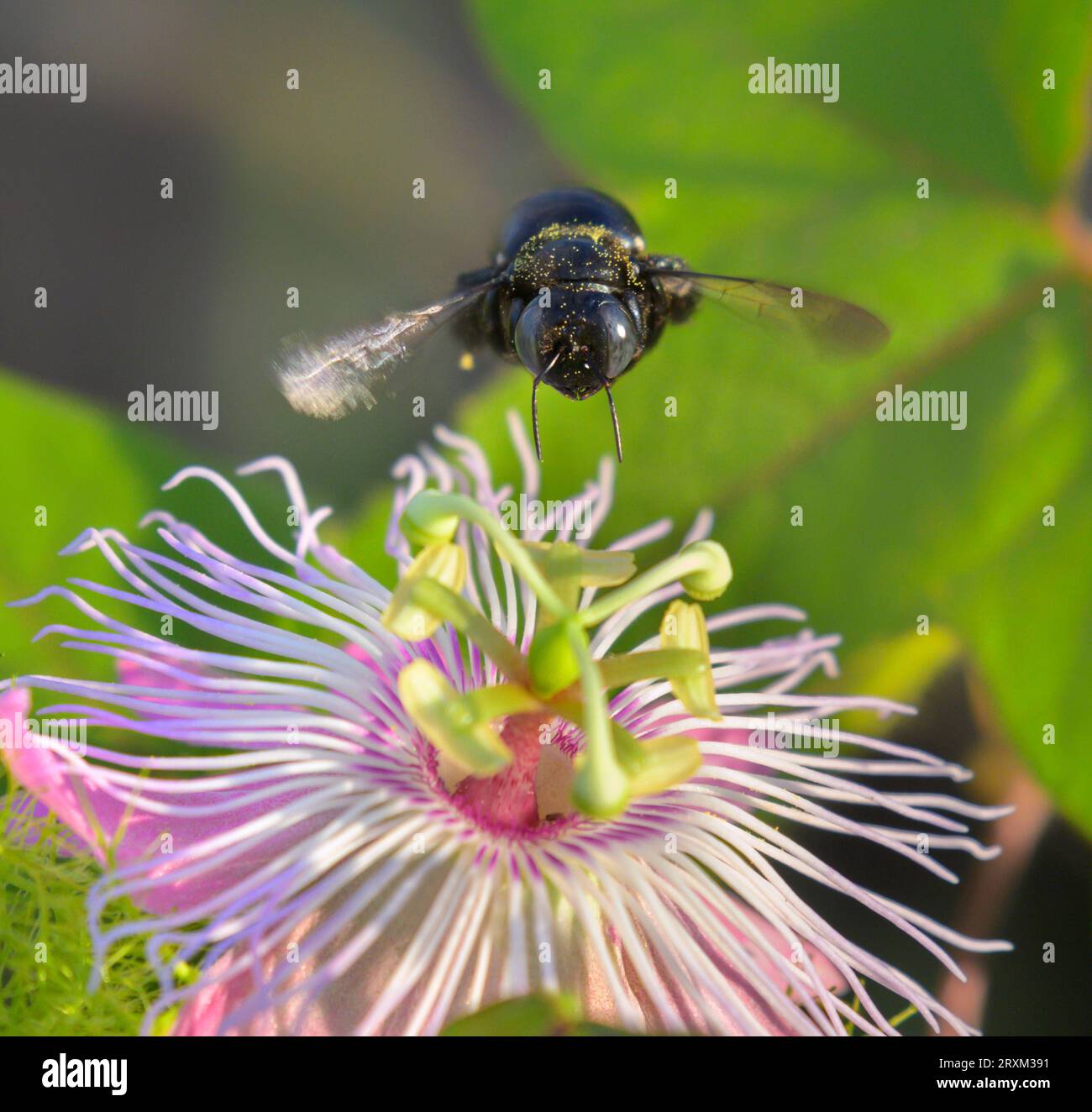 Abeille charpentier du sud femelle (Xylocopa micans) approchant la passiflore scarabée (Passiflora foetida var. Lanuginosa), Galveston, Texas, États-Unis. Banque D'Images