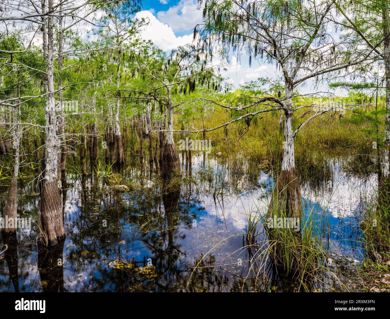 DrawF Cypress Tree dans la région de Pay-Hay-Okee du parc national des Everglades, Floride, États-Unis Banque D'Images